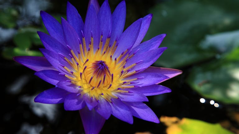 Stunning macro shot of a purple lotus with vibrant petals and intricate details captured in natural light.